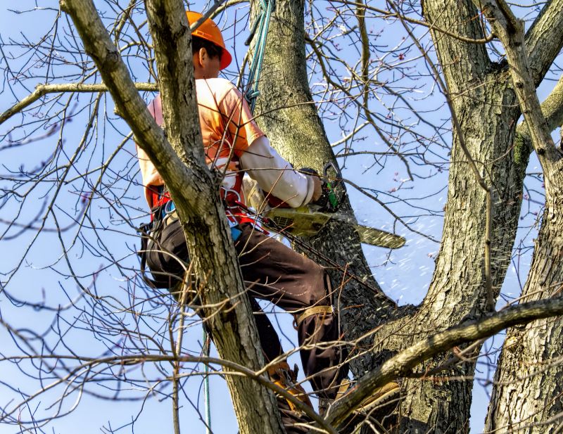 Tree and Brush Removal Experts