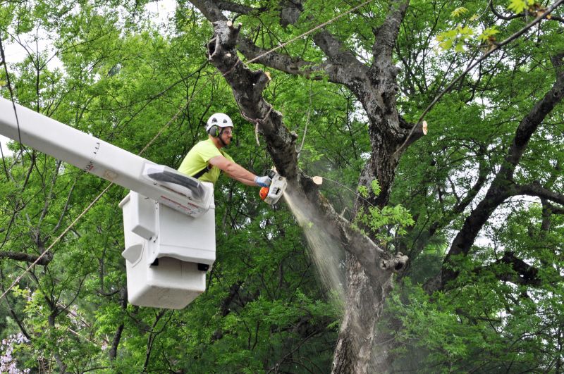 Professional Tree Removal